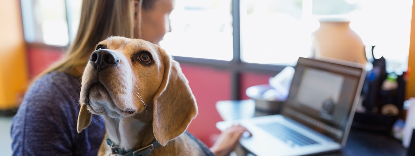 Image for blog named Rover at work: How to become a pet-friendly workplace